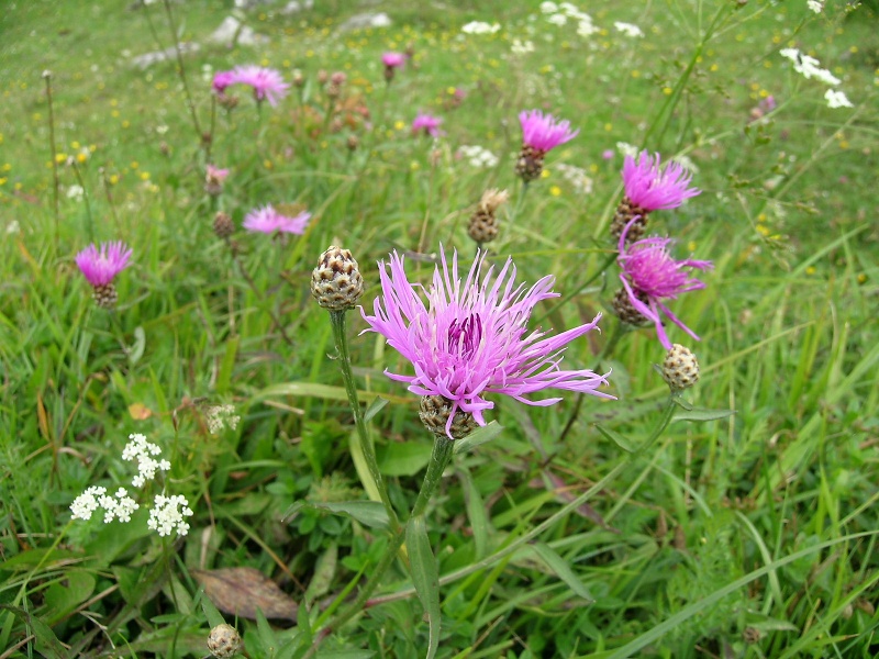 Blumenbild groß