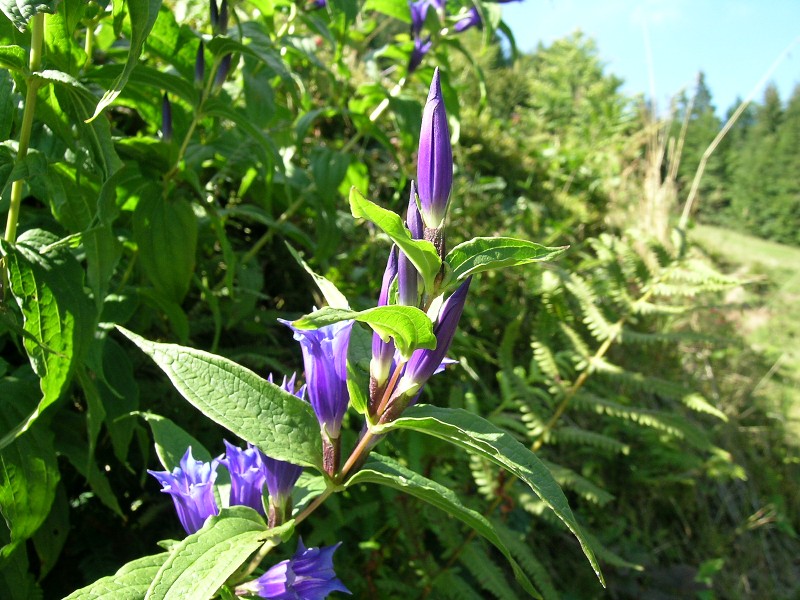 Blumenbild groß