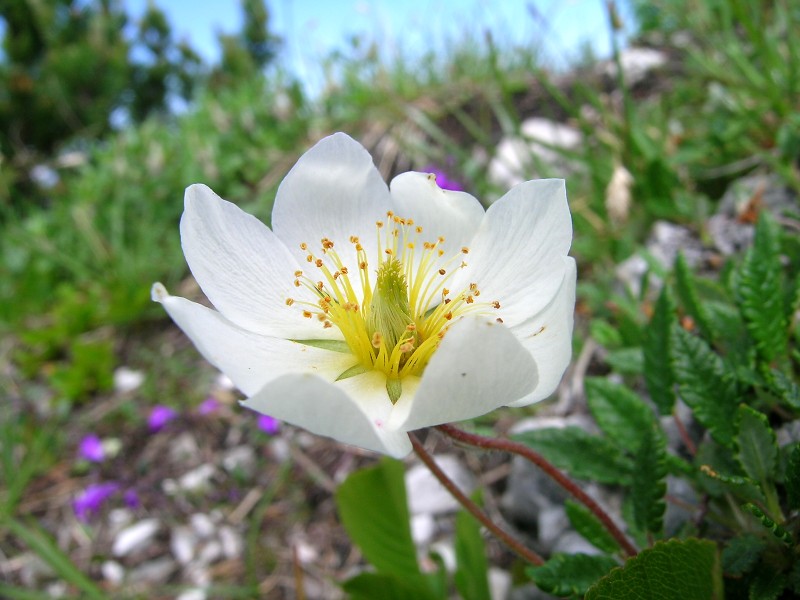 Blumenbild groß