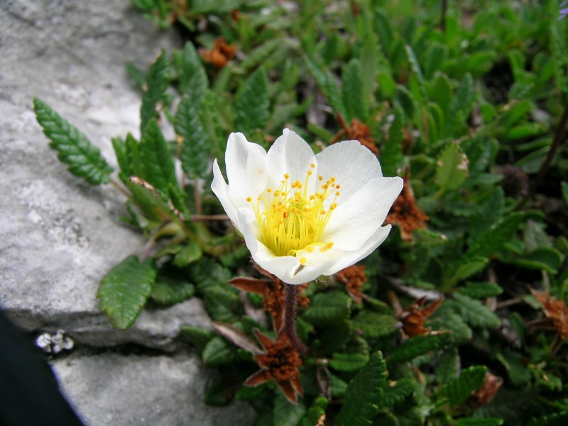 Blumenbild groß
