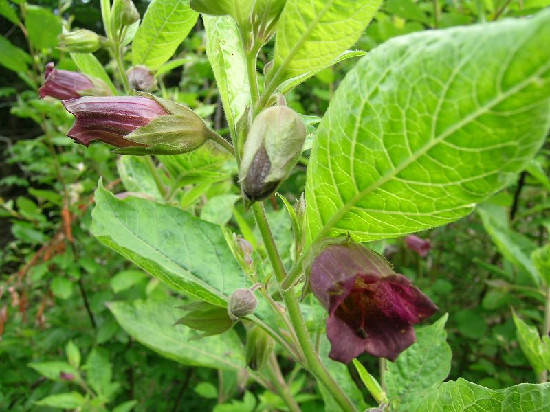 Blumenbild groß