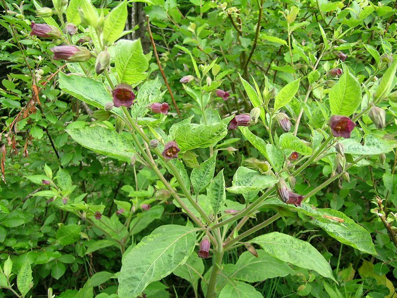 Blumenbild groß