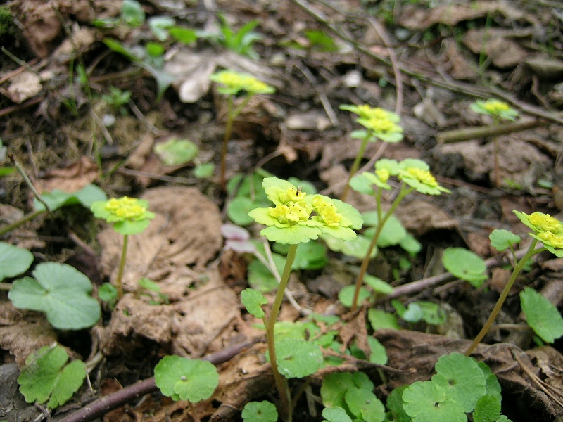 Blumenbild groß
