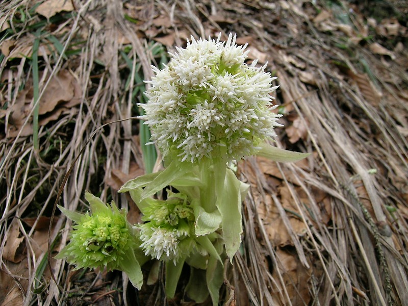 Blumenbild groß