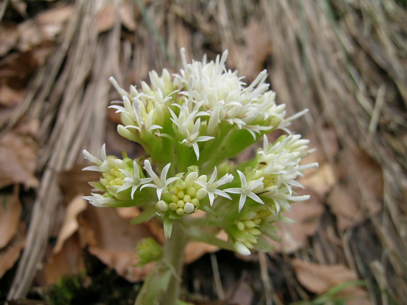 Blumenbild groß