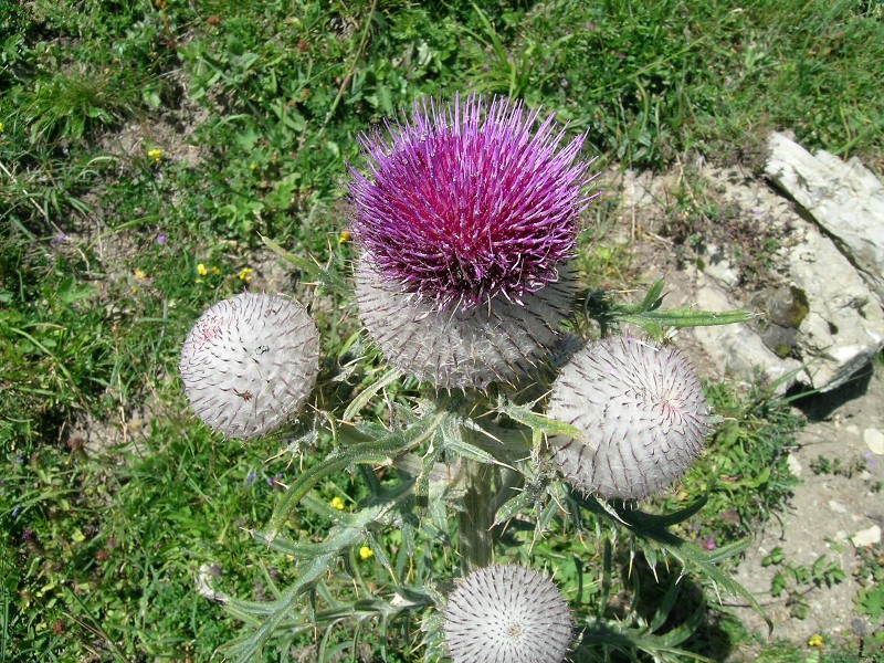 Blumenbild groß