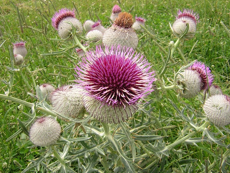 Blumenbild groß